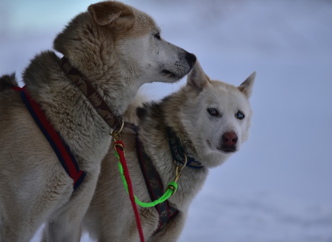 Grincheux et Lolotte