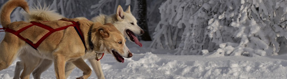 Lilith et Pupuce dans les neiges vosgiennes