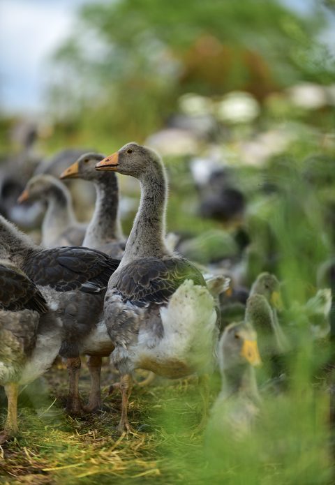 Oies en perspective