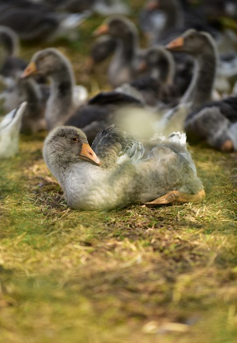 Jeune oie au repos