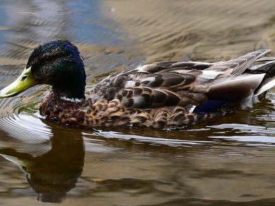 Canard solitaire sur la Dronne, Brantôme, Dordogne