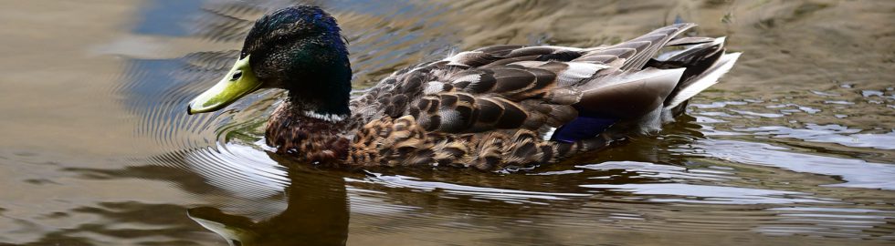 Canard solitaire sur la Dronne, Brantôme, Dordogne